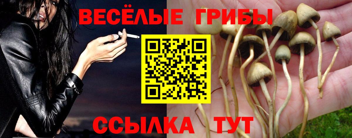 Галлюциногенные грибы Psilocybe Дивногорск